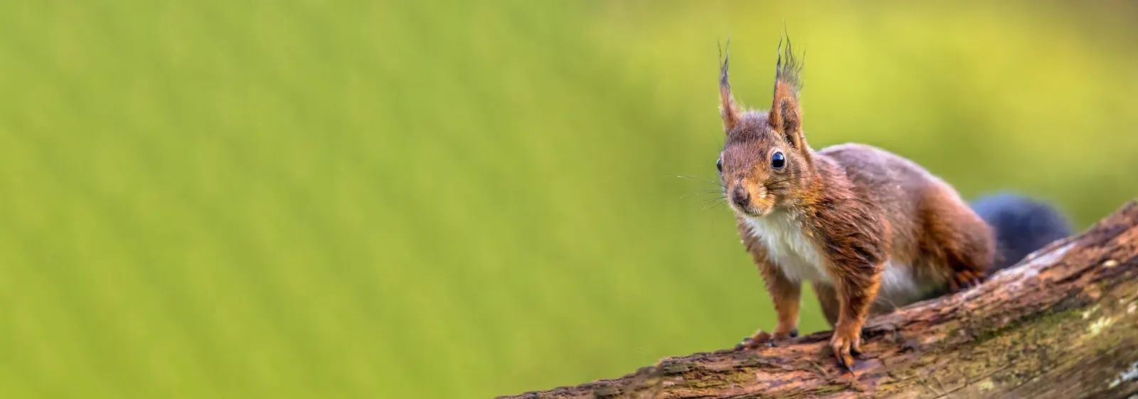 Sfeerbeeld van Recreatiepark De Weuste in de natuur van Twente